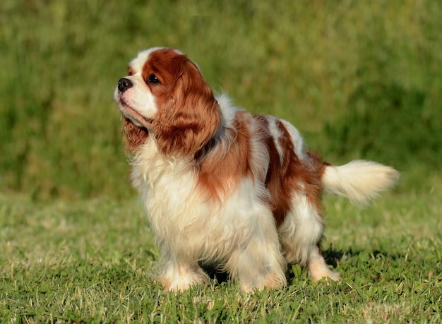 Adorable Brown Cavalier King Charles Dog on Grass – Free Stock Photo for Download