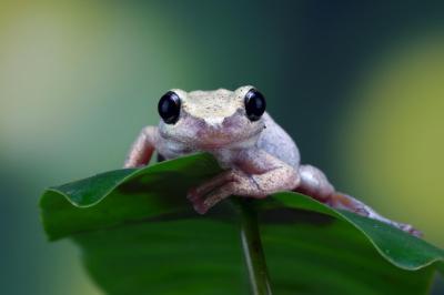 Litoria Rubella Tree Frog: Close-Up on Green Leaves – Free Stock Photo for Download