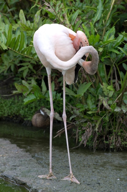 Flamingos in Water – Free Download of Stunning Stock Photo