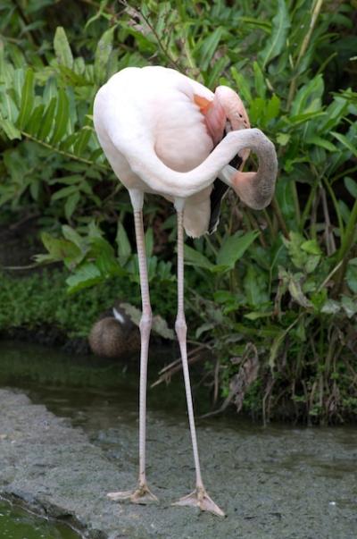 Flamingos in Water – Free Download of Stunning Stock Photo