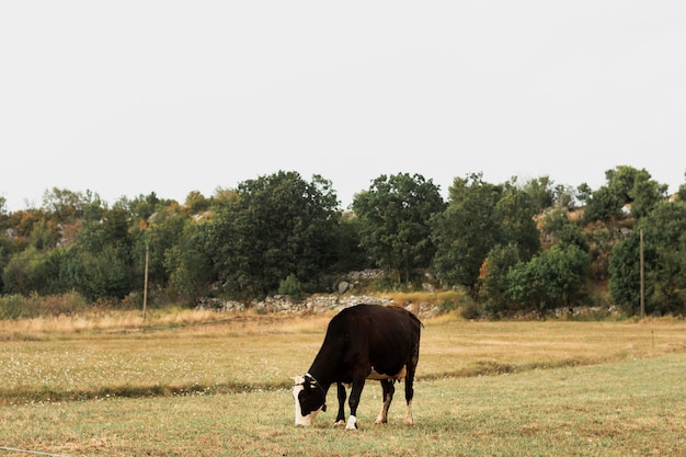 Dark Brown Cow Grazing in a Countryside Field – Free to Download