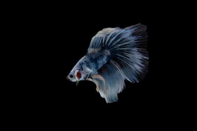 Beautiful Colorful Siamese Betta Fish – Free Stock Photo for Download