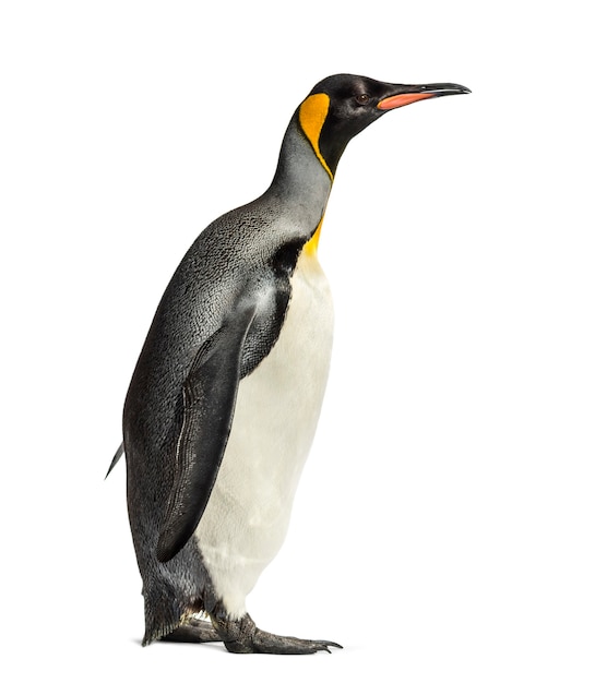 King Penguin on White Surface – Free Stock Photo, Download for Free