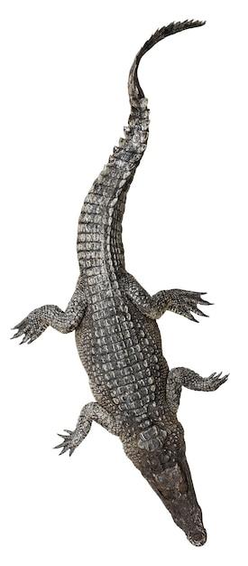 Wildlife Crocodile From Top View on White Background – Free to Download