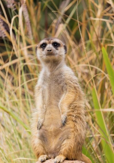 Meerkat or Suricate Standing on a Rock in the Forest – Free Stock Photo, Download for Free