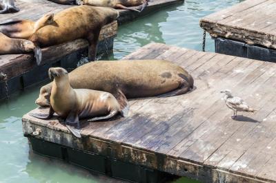 High Angle View of Lion Resting on Pier at Lake – Free Download