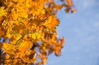 Stunning Autumn Leaves of Oak – Free Download Stock Photos