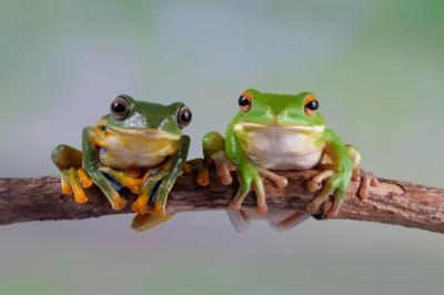 Litoria infrafrenata and Rhacophorus reinwardtii Tree Frog Closeup on Branch – Free Download