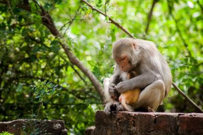 Closeup Shot of a Monkey Mom Holding Her Infant – Download Free Stock Photo