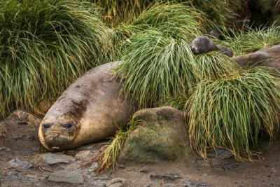 Antarctic Fur Seal Pup Behind Elephant Seal – Free Stock Photo for Download