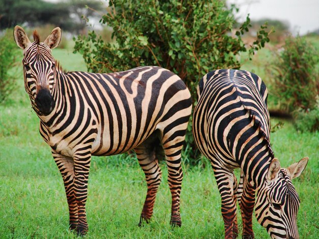 Zebras on a Grassy Field – Free Stock Photo, Download Free