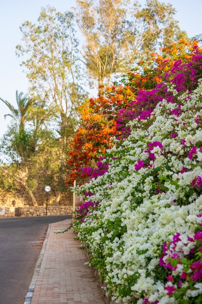 Empty Road Surrounded by Colorful Flowers and Palm Trees in Sharm El Sheikh, Egypt – Free Download