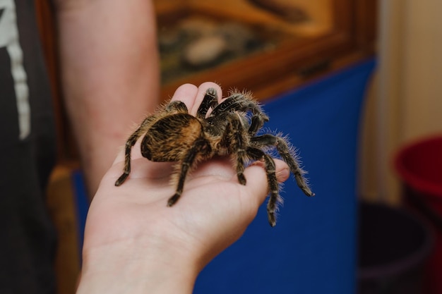 Tarantula Spider on Hand – Free Stock Photo for Download