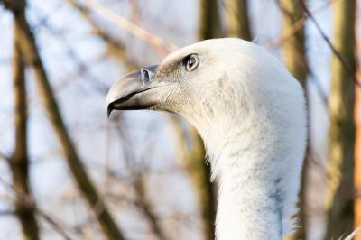 Closeup Shot of a Vulture’s Head with Watchful Eyes – Free Download