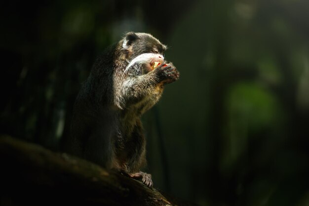 Emperor Tamarin Eating Fruit Saguinus Imperator – Free Stock Photo, Download for Free