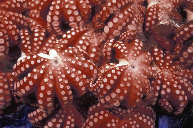 Dead Octopuses on Ice at Market Stall – Free Stock Photo for Download