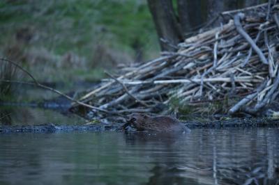 Wild European Beaver in Its Natural Habitat – Free Stock Photo, Download for Free