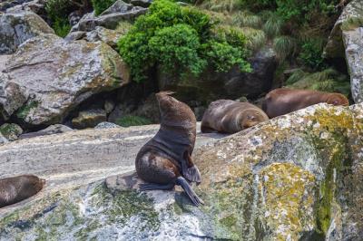 A small herd of fur seals resting on a huge boulder in New Zealand – Free Stock Photo, Download for Free