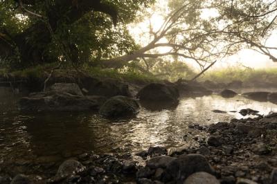 River Rapids in Morning Fog: Free Download