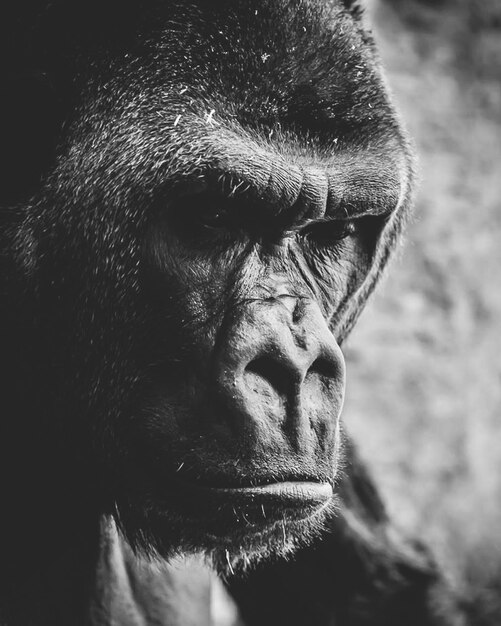 They Call Me Kong – Free Stock Photo for Download