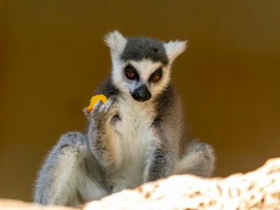 Ring Tail Lemur – Free to Download Stock Photo