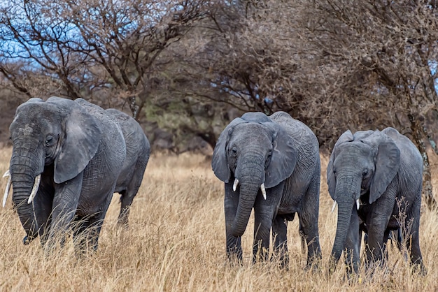 Elephants Walking on Dry Grass in the Wilderness – Free Download