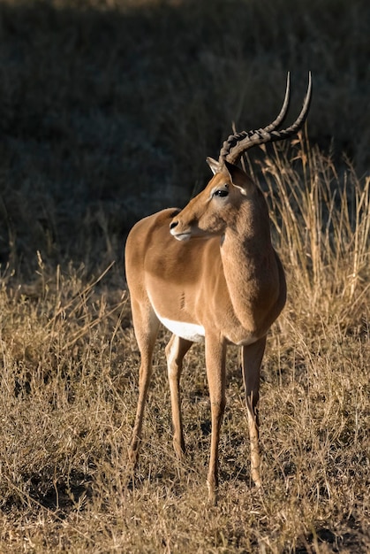 Impala Grazing in Kruger National Park, South Africa – Free Download