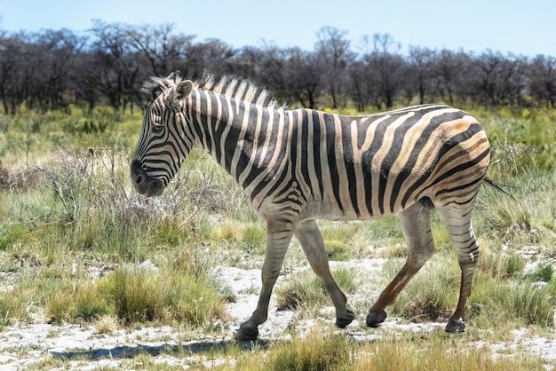 Burchell’s Zebra Equus quagga burchellii – Free Download, Free Stock Photo