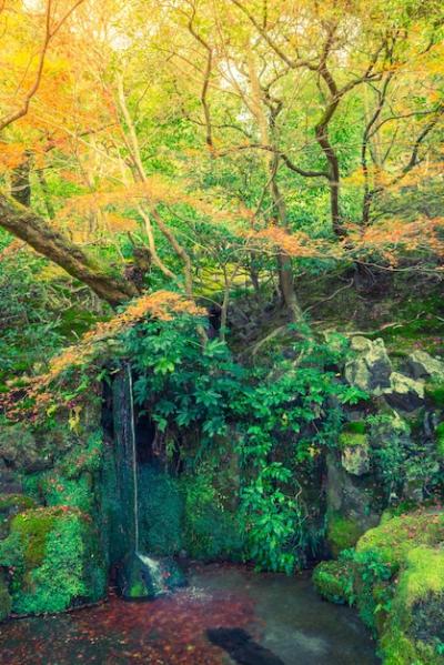 Autumn Forest with River – Vintage Filtered Image Free Download