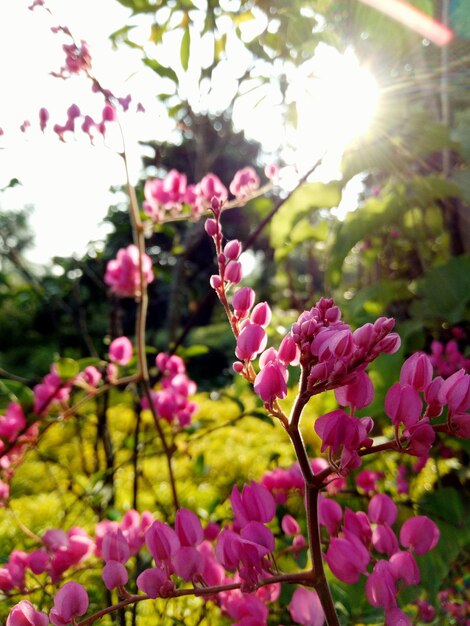 Close-up of Pink Flowers on Tree – Free Stock Photo Download