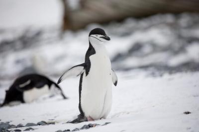 Bird on Snowy Land – Free Download, Free Stock Photo