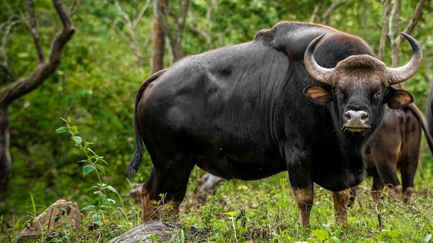 Herd of Indian Gaur on Lush Green Pasture – Free Stock Photo, Download for Free