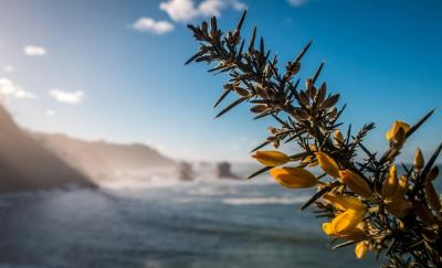 Closeup Shot of Yellow Blossom on Tree and Sea – Free Download