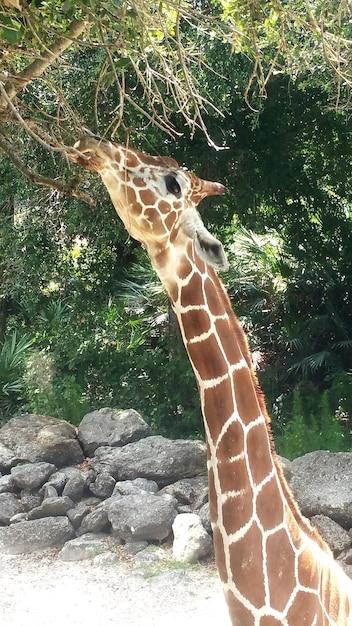 Giraffe Feeding on Tree in a Field – Free Stock Photo for Download