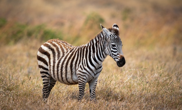 Closeup of a Plains Zebra in Ngorongoro Conservation Area, Tanzania – Free Download