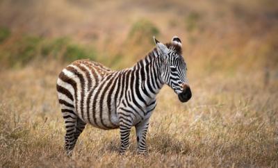 Closeup of a Plains Zebra in Ngorongoro Conservation Area, Tanzania – Free Download