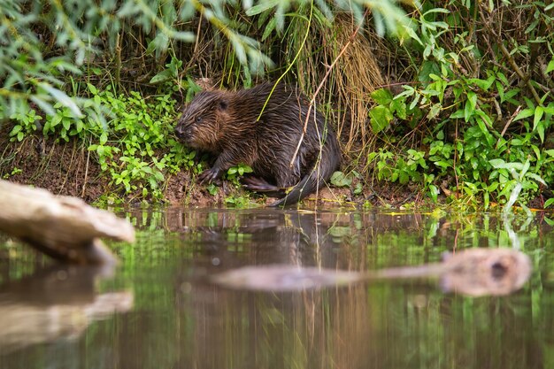 Hidden Eurasian Beaver Chewing Plants on Riverside in Summer – Free Stock Photo Download