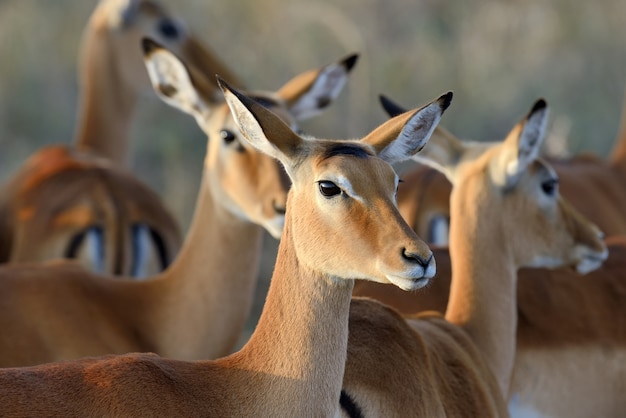 Impalas in the Wild – Free Stock Photo, Download for Free