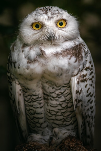 Snowy Owl – Stunning Free Stock Photo for Download