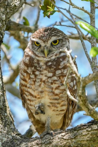 A Burrowing Owl in a Tree – Free Stock Photo Download