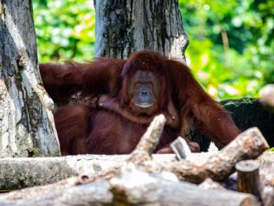 Close-up of Monkey – Free Stock Photo for Download