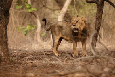 Asiatic Lion in its Natural Habitat at Gir National Park – Free Download