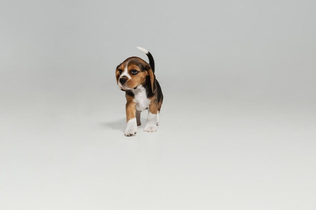 Tricolor Beagle Puppy Posing on White Background – Free Download