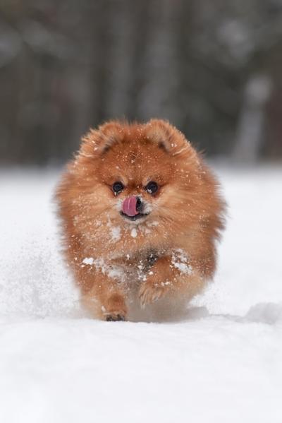 Playful Baby Pomeranian Spitz Enjoying a Winter Day – Free Stock Photo for Download