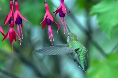 Close-up of Bird in Flight Against a Blurred Background – Free Download