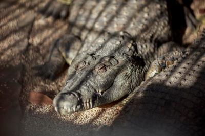 Nile Crocodile Resting in the Sun – Free Stock Photo for Download