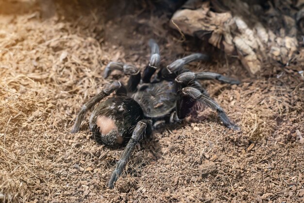 Giant Brown Spider in a Terrarium Closeup – Free Download