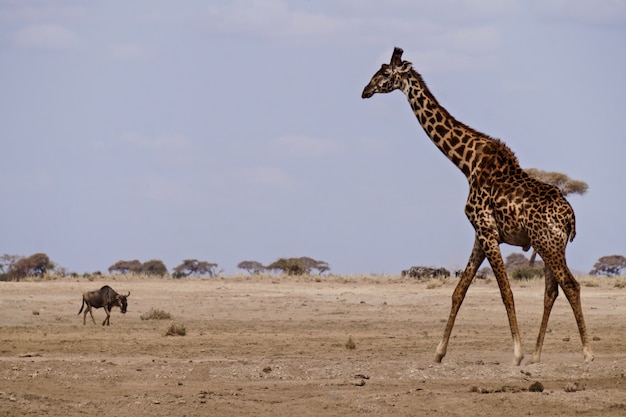 Giraffe in Amboseli National Park, Kenya – Free to Download Stock Photo