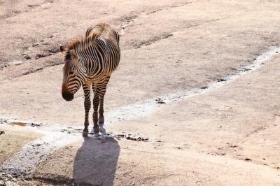 Wide Angle Shot of a Zebra Standing on the Ground – Free Download