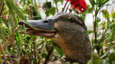 Close-Up of a Bird Among Lush Greenery – Free Stock Photo for Download